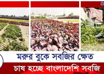 আরব আমিরাতের মরুভূমিতে চাষ হচ্ছে বাংলাদেশি সবজি