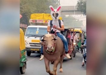 ব্যস্ত সড়কে ষাঁড়ের পিঠে চড়ে ‘অভিনব’ প্রতিবাদ 