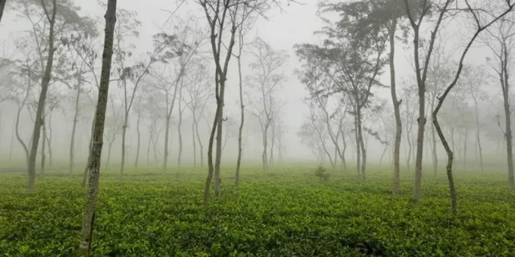 দেশের সর্বনিম্ন তাপমাত্রা শ্রীমঙ্গলে