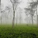 দেশের সর্বনিম্ন তাপমাত্রা শ্রীমঙ্গলে
