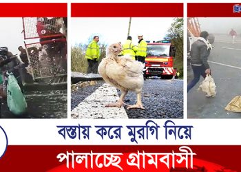 দুর্ঘ’টনায় ট্রাক, হরিলুট ট্রাকের মুরগি! (ভিডিও)