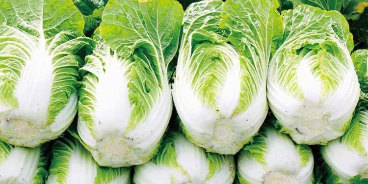 তাইওয়ান গেলো দেশে উৎপাদিত বাঁধাকপি