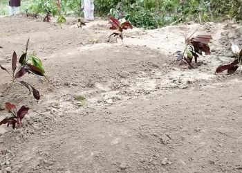 পাশাপাশি কবরে শায়িত প্রবাসী কাউসারসহ পুরো পরিবার
