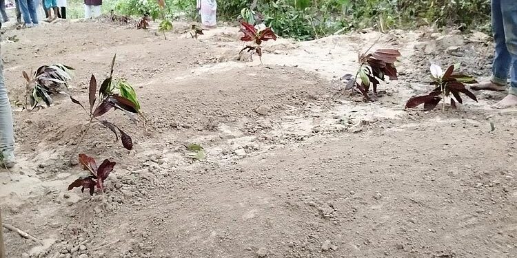 পাশাপাশি কবরে শায়িত প্রবাসী কাউসারসহ পুরো পরিবার