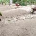 পাশাপাশি কবরে শায়িত প্রবাসী কাউসারসহ পুরো পরিবার
