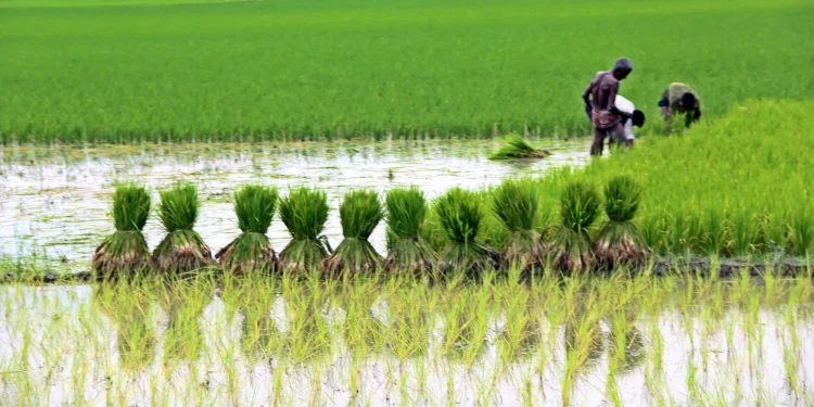 হিটস্ট্রোকে ক্ষেতেই কৃষকের মৃত্যু