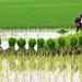 হিটস্ট্রোকে ক্ষেতেই কৃষকের মৃত্যু