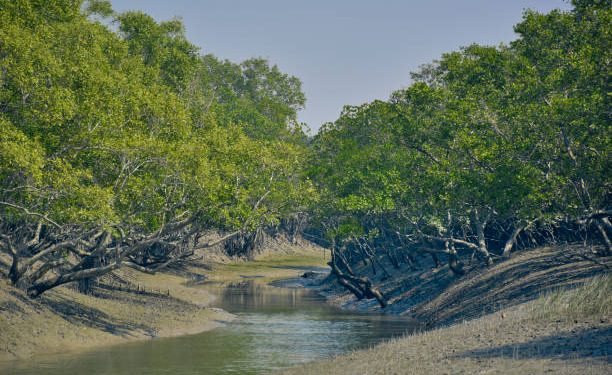 ৫ একর বনভূমি পুড়ে গেছে সুন্দরবনে