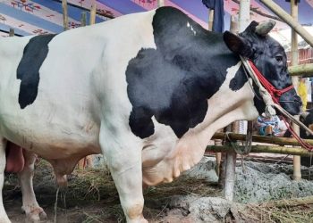 গরুর বিশেষ অঙ্গ রপ্তানি করে তরুণরা আয় করছে লাখ লাখ টাকা