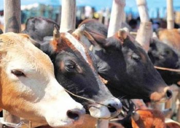 কুরবানির পশু কেনার সময় যেসব বিষয় লক্ষ্য রাখবেন