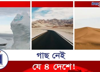 কোন ৪ দেশে নেই একটিও গাছ!