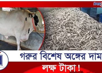 গরুর বিশেষ অঙ্গের দাম কেন লাখ লাখ টাকা!