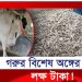 গরুর বিশেষ অঙ্গের দাম কেন লাখ লাখ টাকা!