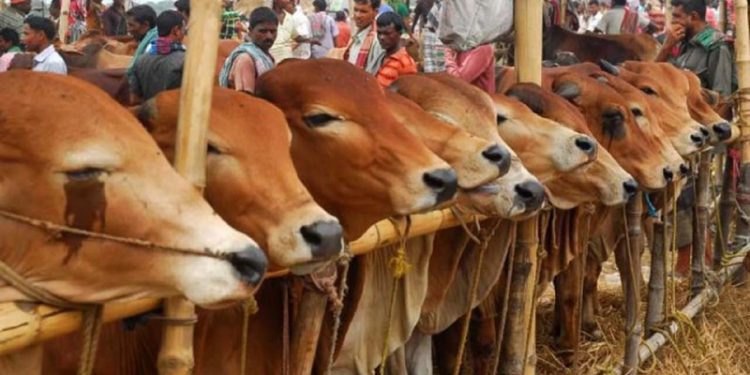 ঘাস খেয়ে একে একে মারা গেল খামারীর ২৭ গরু