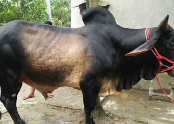 bdnews bangla