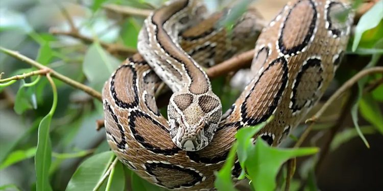 রাসেলস ভাইপার সাপে কাটলে যা করবেন