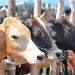 কেমন পশু কোরবানি করা যাবে ও যাবে না
