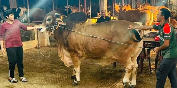 ঈদে ৭ খামার থেকে ৭০ লাখ টাকার গরু কেনেন সেই ইফাত