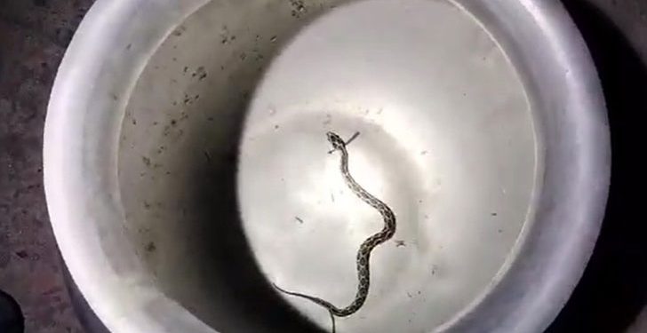 পুরস্কারের আশায় জীবিত রাসেলস ভাইপার নিয়ে হাজির যুবক