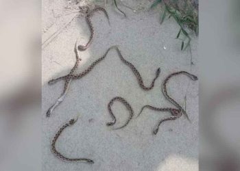 সারদা পুলিশ একাডেমিতে ১৬ রাসেলস ভাইপার উদ্ধার