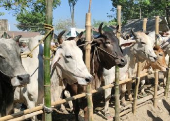 কোরবানি উপলক্ষে রাজধানীতে বসছে ২২ পশুর হাট