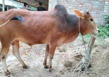মসজিদ সভাপতির গরু জবাইয়ে দেরি করায় ইমামকে মারধর