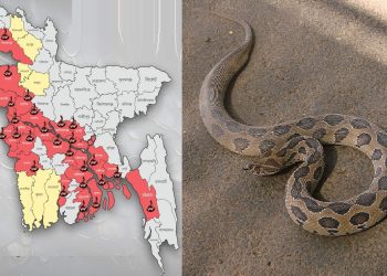 ২৭ জেলায় ঢুকে পড়েছে রাসেলস ভাইপার