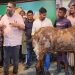 ১৫ লাখ টাকার ছাগল, সাদিক এগ্রোর ইমরানের মুখে নতুন সুর