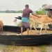 পানিবন্দি সিলেটের পৌনে সাত লাখ মানুষ