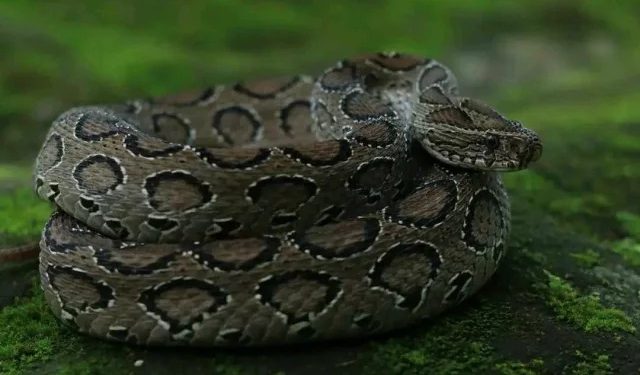 থানার টয়লেট থেকে রাসেলস ভাইপার সাপ উদ্ধার
