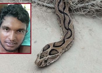 কামড় দিল রাসেলস ভাইপার, সাপ নিয়েই হাসপাতালে কৃষক