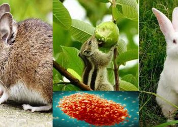 যে যে প্রাণী থেকে ছড়ায় এমপক্স