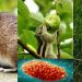 যে যে প্রাণী থেকে ছড়ায় এমপক্স