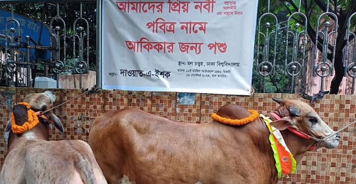 ঢাবি ক্যাম্পাসে মহানবীর নামে আকিকা, কেনা হয়েছে গরু