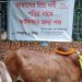 ঢাবি ক্যাম্পাসে মহানবীর নামে আকিকা, কেনা হয়েছে গরু