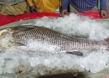 ১ মাছের দাম ৭ লাখ টাকা!