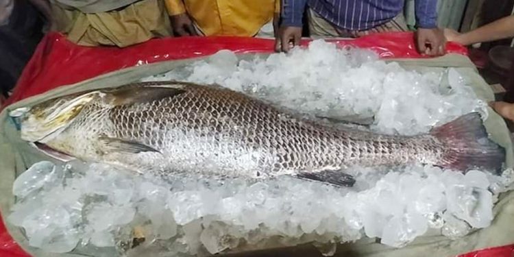 ১ মাছের দাম ৭ লাখ টাকা!