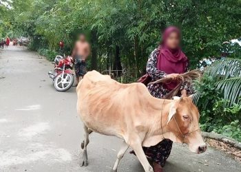 কিস্তির টাকা না দেওয়ায় গরু নিয়ে গেল এনজিওর লোকজন