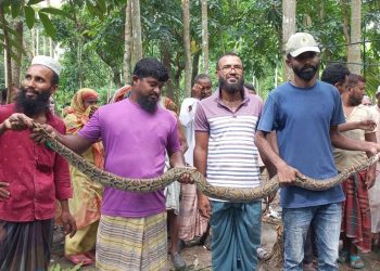 বরগুনায় ৮ ফুট লম্বা অজগর সাপ উদ্ধার