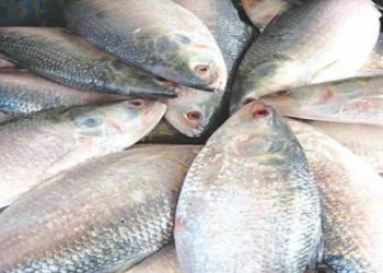 কলকাতায় ইলিশের কেজি ৫ হাজার টাকা