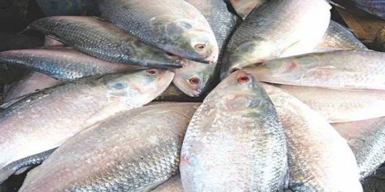 কলকাতায় ইলিশের কেজি ৫ হাজার টাকা