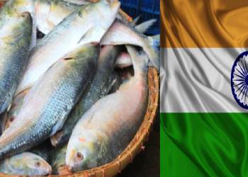 ভারতে ইলিশ রপ্তানি বন্ধে সরকারকে আইনি নোটিশ