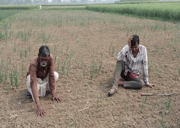 ভারতীয় পেঁয়াজের বীজে কৃষকদের সর্বনাশ!