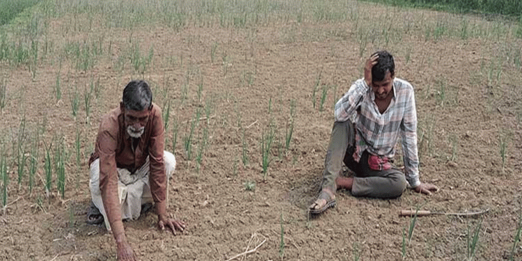 ভারতীয় পেঁয়াজের বীজে কৃষকদের সর্বনাশ!