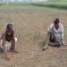 ভারতীয় পেঁয়াজের বীজে কৃষকদের সর্বনাশ!