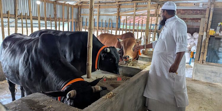 একসঙ্গে তিন ষাঁড় কিনলে ওমরাহ ফ্রি