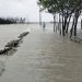 লক্ষ্মীপুরে জোয়ারের পানিতে ৪০ গ্রাম প্লাবিত, দুর্ভোগ