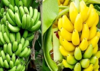 স্বাস্থ্যগুণের বিচারে কোন কলা সেরা? কাঁচা নাকি পাকা!