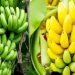 স্বাস্থ্যগুণের বিচারে কোন কলা সেরা? কাঁচা নাকি পাকা!