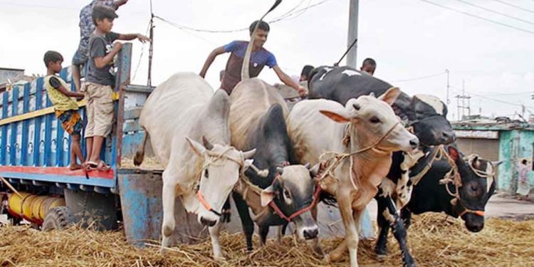 পিকআপে ডাকাতের হানা, হাটে নেওয়ার সময় লুট ১২ গরু
